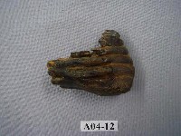 藏品(象齒化石)的圖片